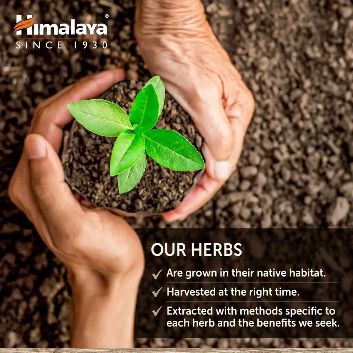 Himalaya HeartCare Cardiovascular Wellness Supplement 720 mg 240 Capsules | Ayurvedic Herbs for Daily Wellness - view 7