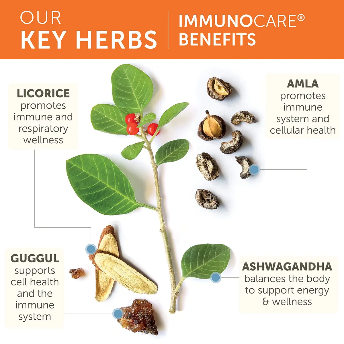 Himalaya ImmunoCare, Immune Support Supplement, 840 mg | Supports immune health with Ayurvedic herbs - view 4