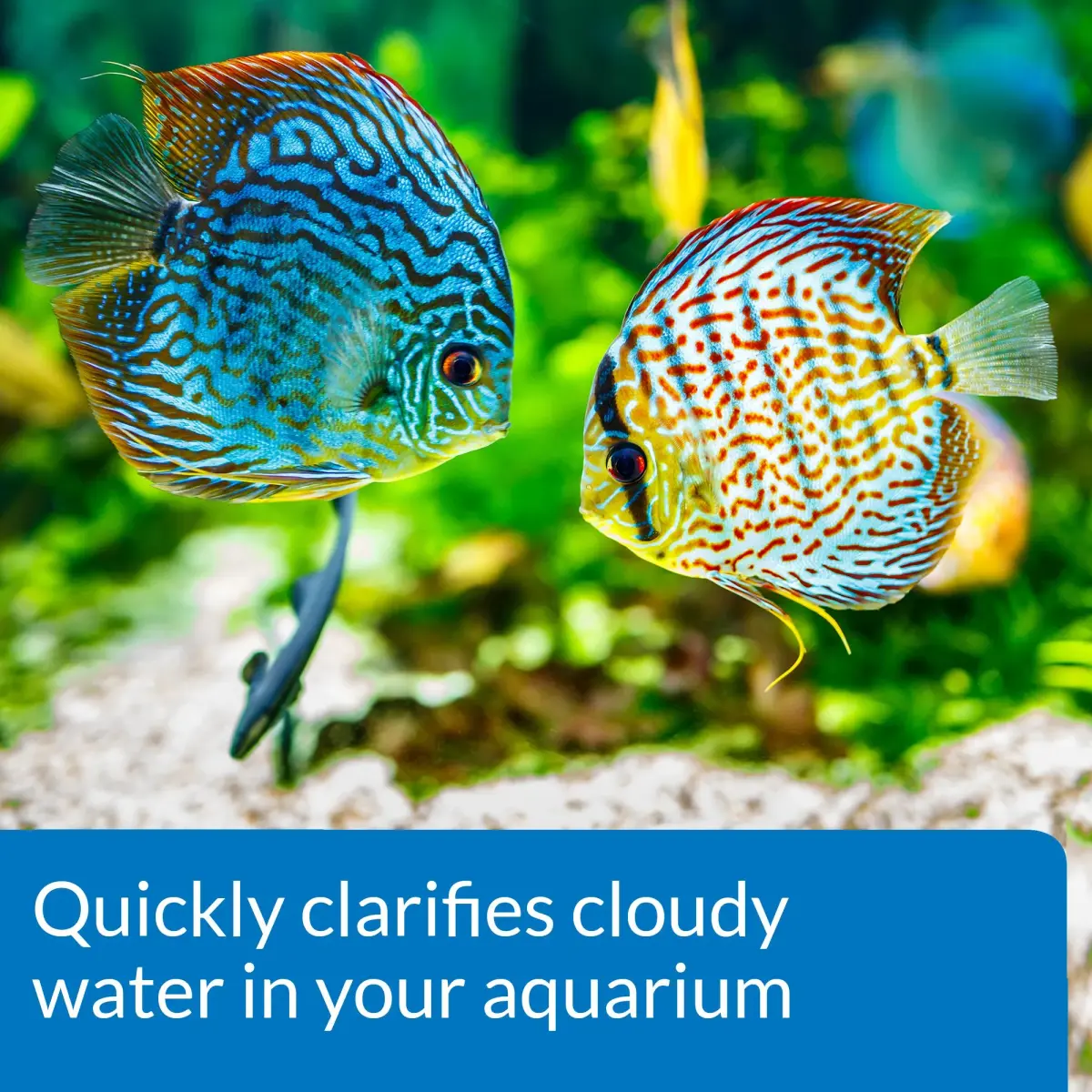 API ACCU-CLEAR Freshwater Aquarium Water Clarifier 237ml (8 Fl Oz) | Clears Cloudy Water Fast - view 2