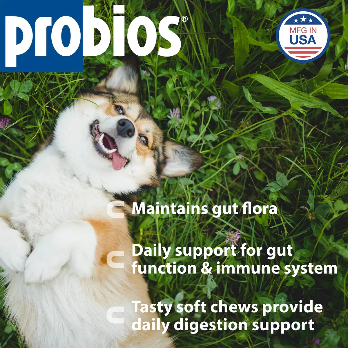 Probios Dog Probiotic Soft Chews, Chicken Liver | Supports Digestive & Immune Health - view 2