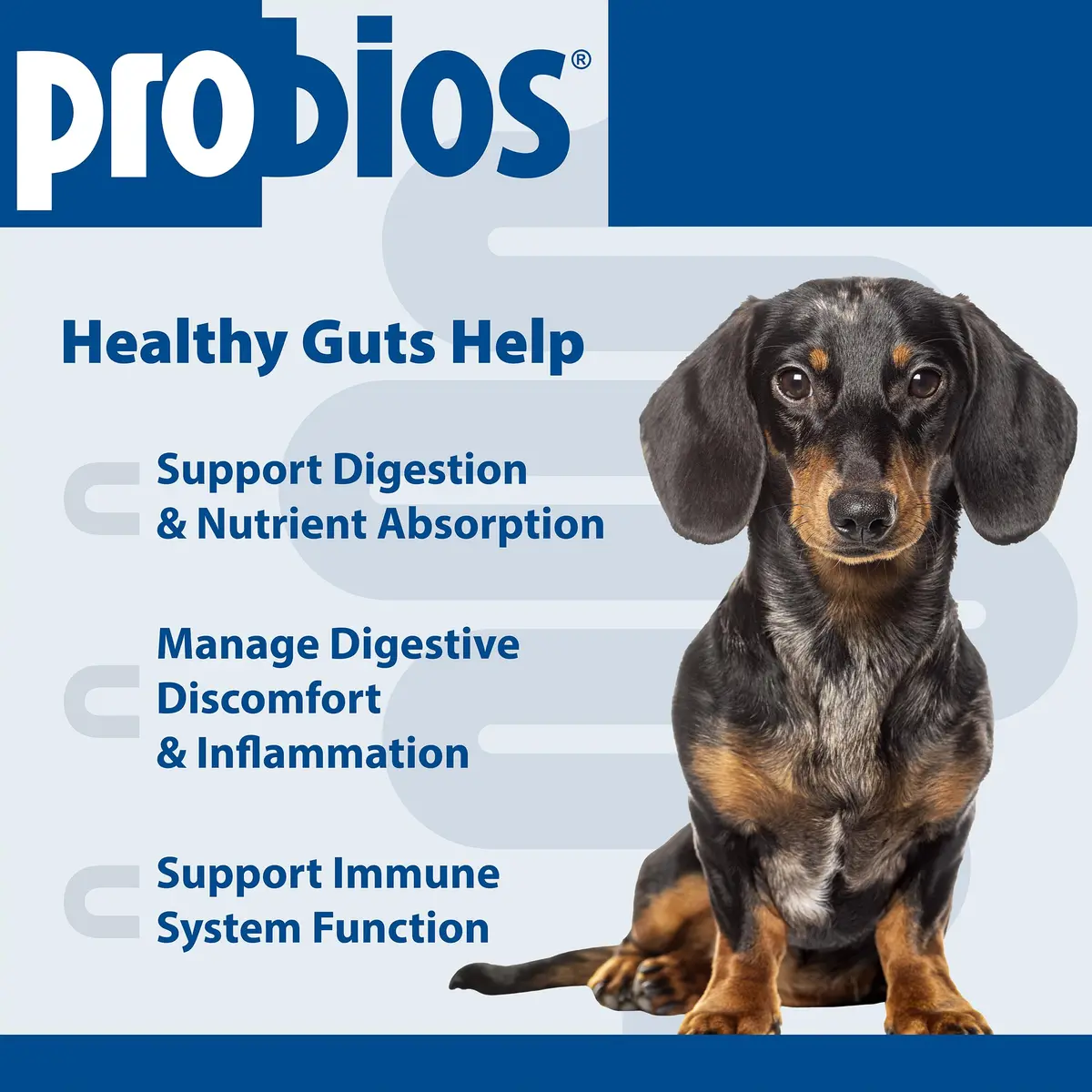 Probios Dog Probiotic Soft Chews, Chicken Liver | Supports Digestive & Immune Health - view 3