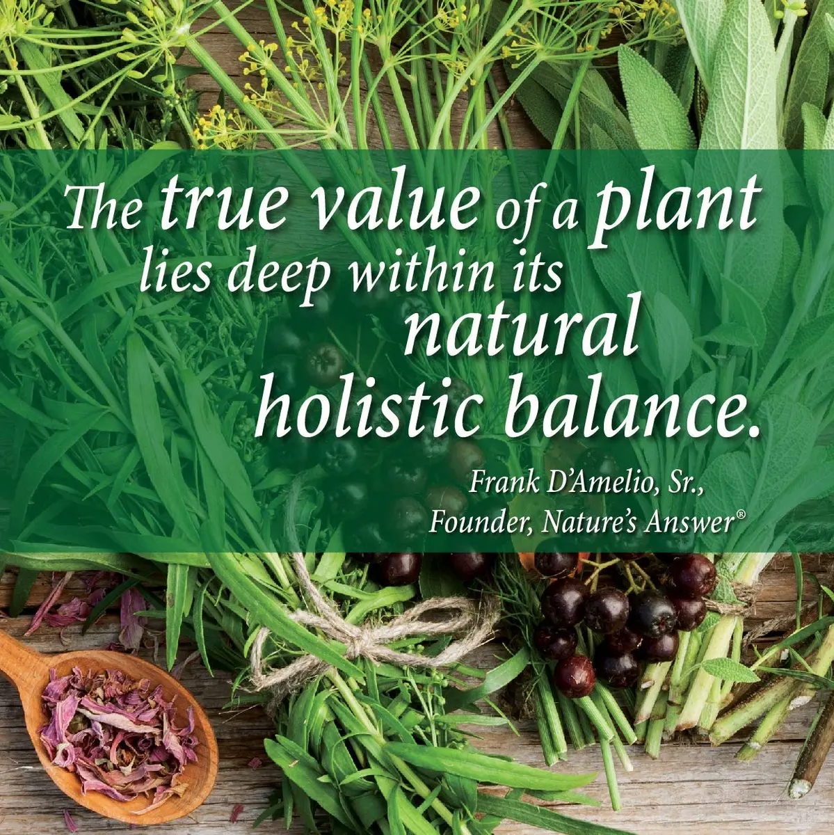 Nature's Answer Schisandra Berry 1oz | Alcohol-Free, Gluten-Free Herbal Supplement for Stress & Fatigue - view 4