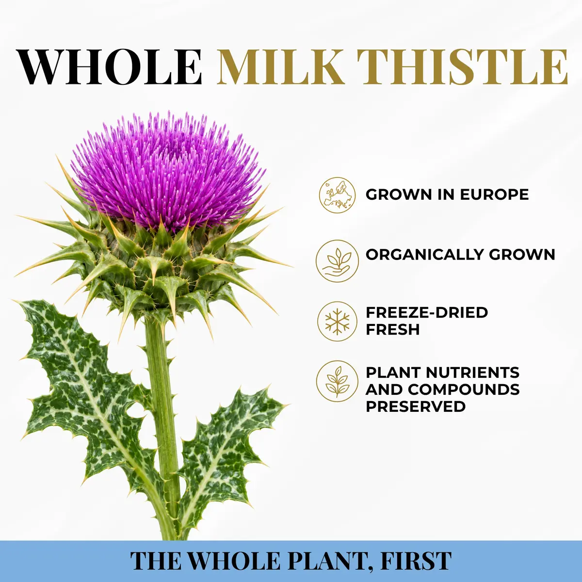 Eclectic Organic Milk Thistle Capsules 240 CT | Liver Support & Detox with Organic Ingredients - view 4