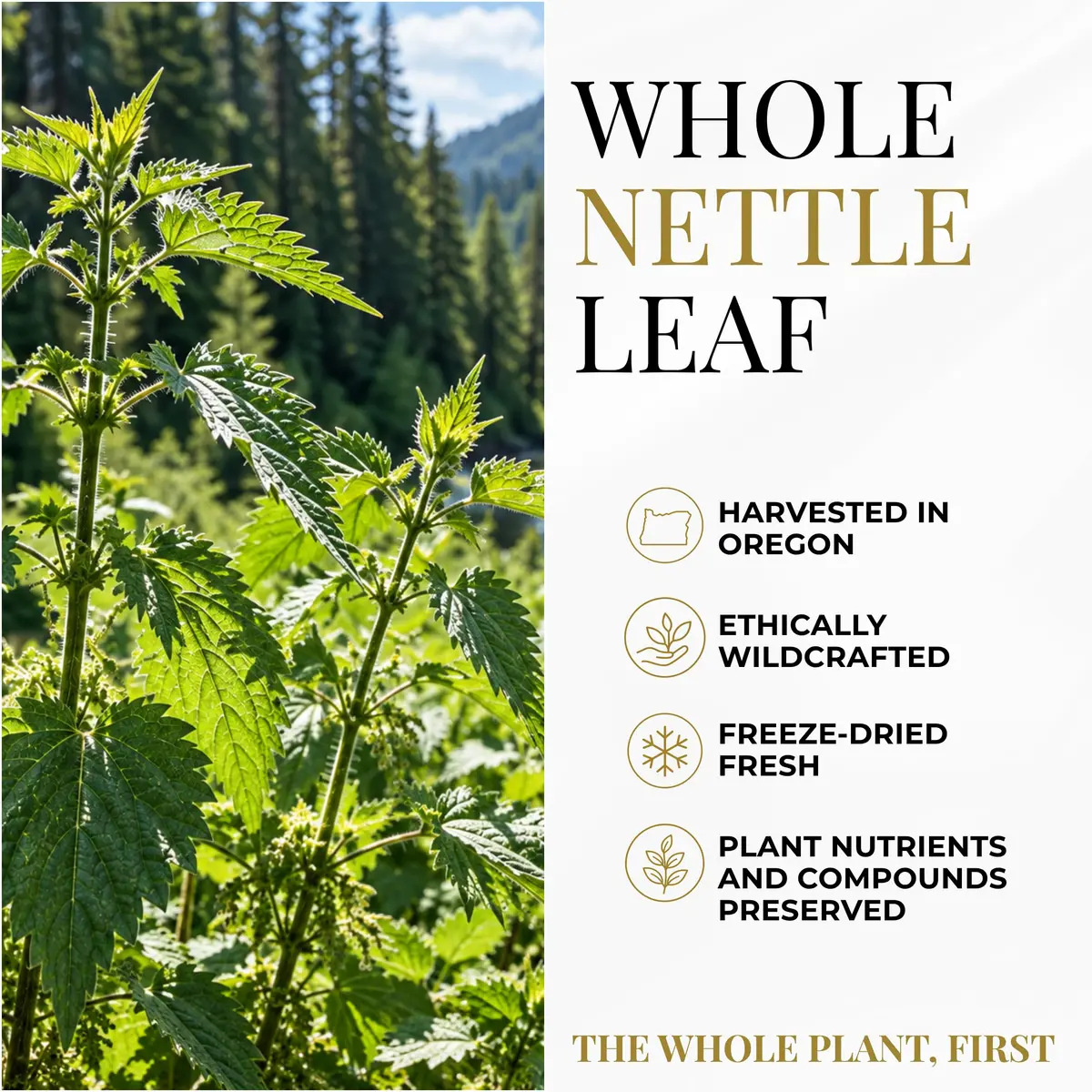 ECLECTIC INSTITUTE Nettle Leaf Capsules 90 CT | Sinus & Immune Support, Vegan, Non-GMO - view 5