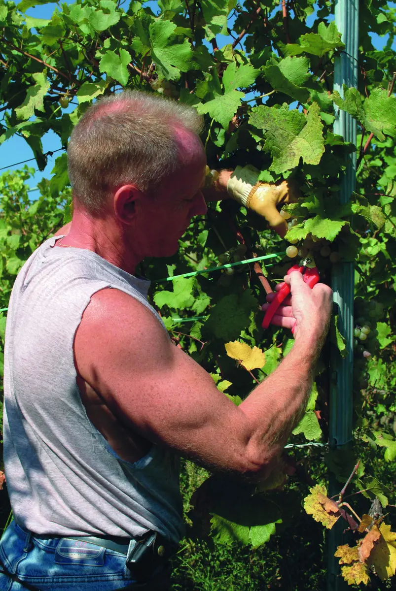 FELCO F310 Pruning Snips – 18cm Lightweight Garden Clippers for Fine Trimming & Harvesting | Precision Tip - view 2