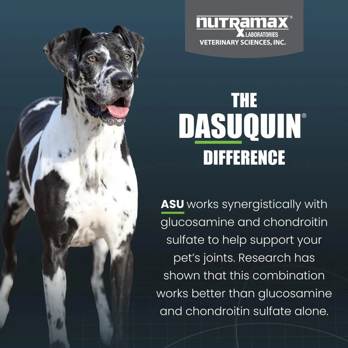 Nutramax Dasuquin MSM Joint Supplement for Large Dogs, 150 Chewable Tablets | Vet Recommended Canine Mobility Support - view 6