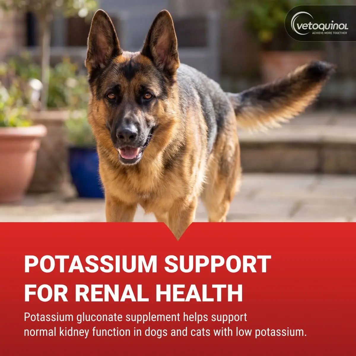 Vetoquinol Renal K, Potassium Powder for Dogs and Cats, 3.5 oz | Supports Kidney & Muscle Health - view 2