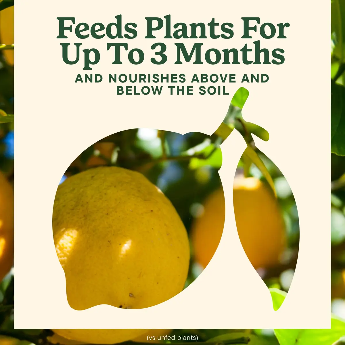 Miracle-Gro Shake 'N Feed Citrus, Avocado, Mango Plant Food | Fertilizer for In-Ground & Container Plants, 4.5 lbs - view 6