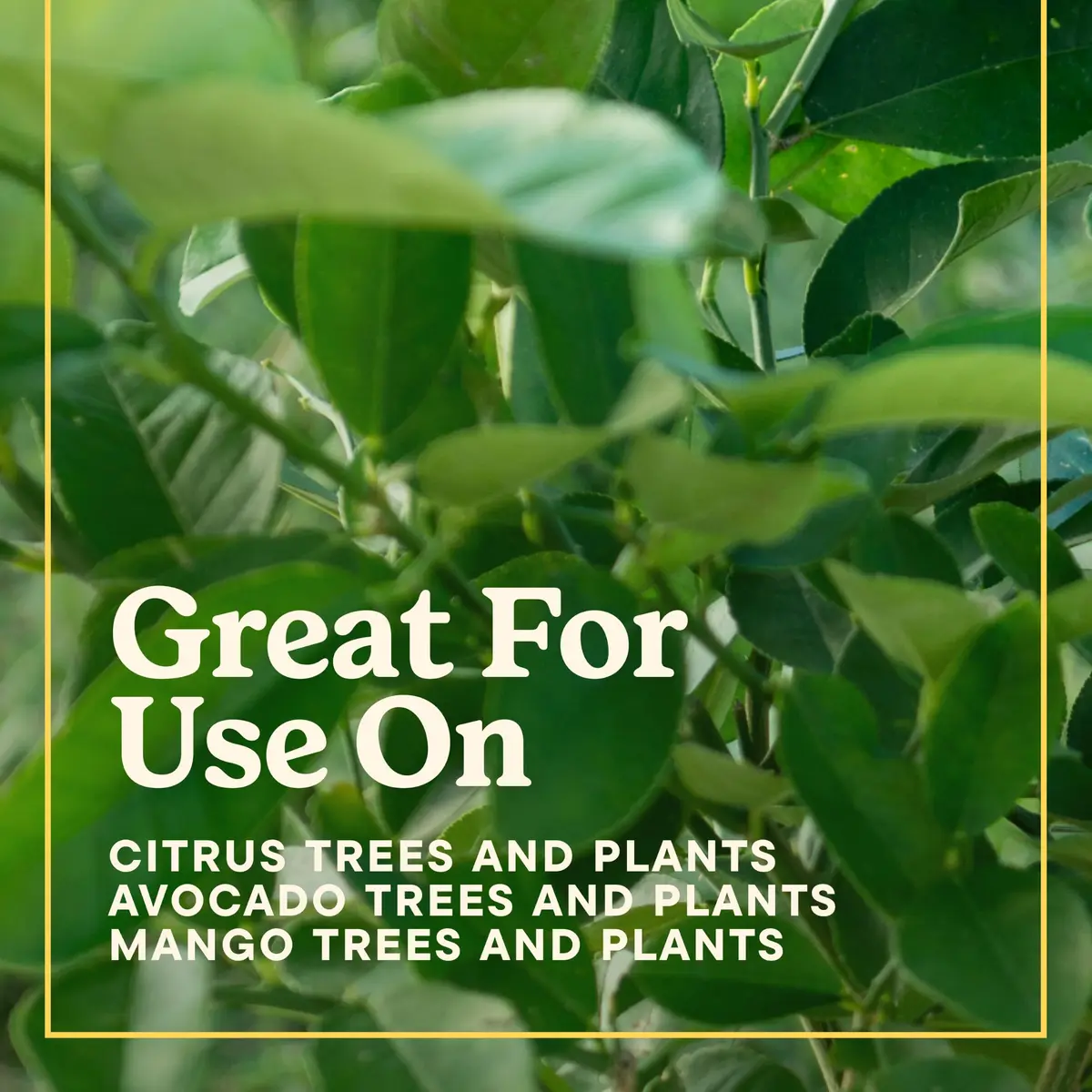Miracle-Gro Shake 'N Feed Citrus, Avocado, Mango Plant Food | Fertilizer for In-Ground & Container Plants, 4.5 lbs - view 9