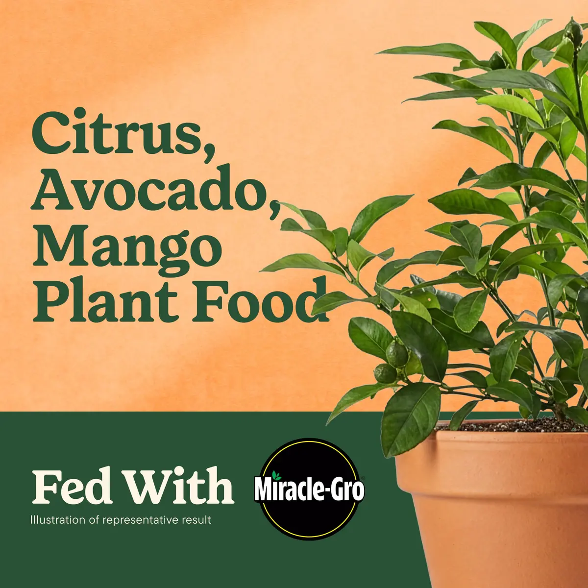 Miracle-Gro Shake 'N Feed Citrus, Avocado, Mango Plant Food | Fertilizer for In-Ground & Container Plants, 4.5 lbs - view 2