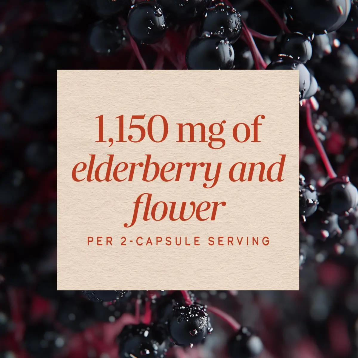 Nature's Way Black Elderberry Capsules - 100 Count Pack of 12 | Vegan Immune Support - view 4
