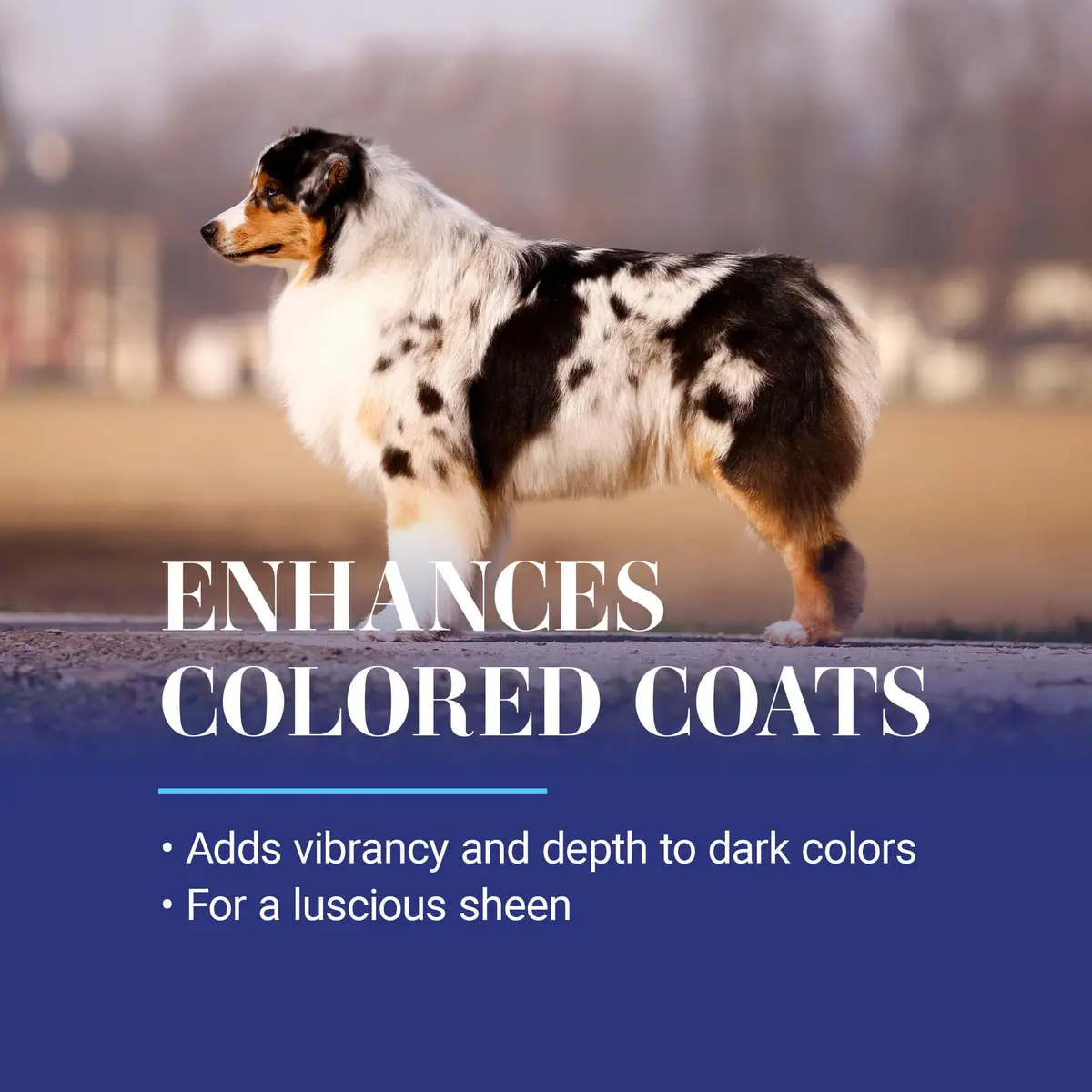 Chris Christensen White on White Whitening Dog Shampoo 473ml (16 fl oz) | Optic Intensifying Treatment for All Coats - view 4