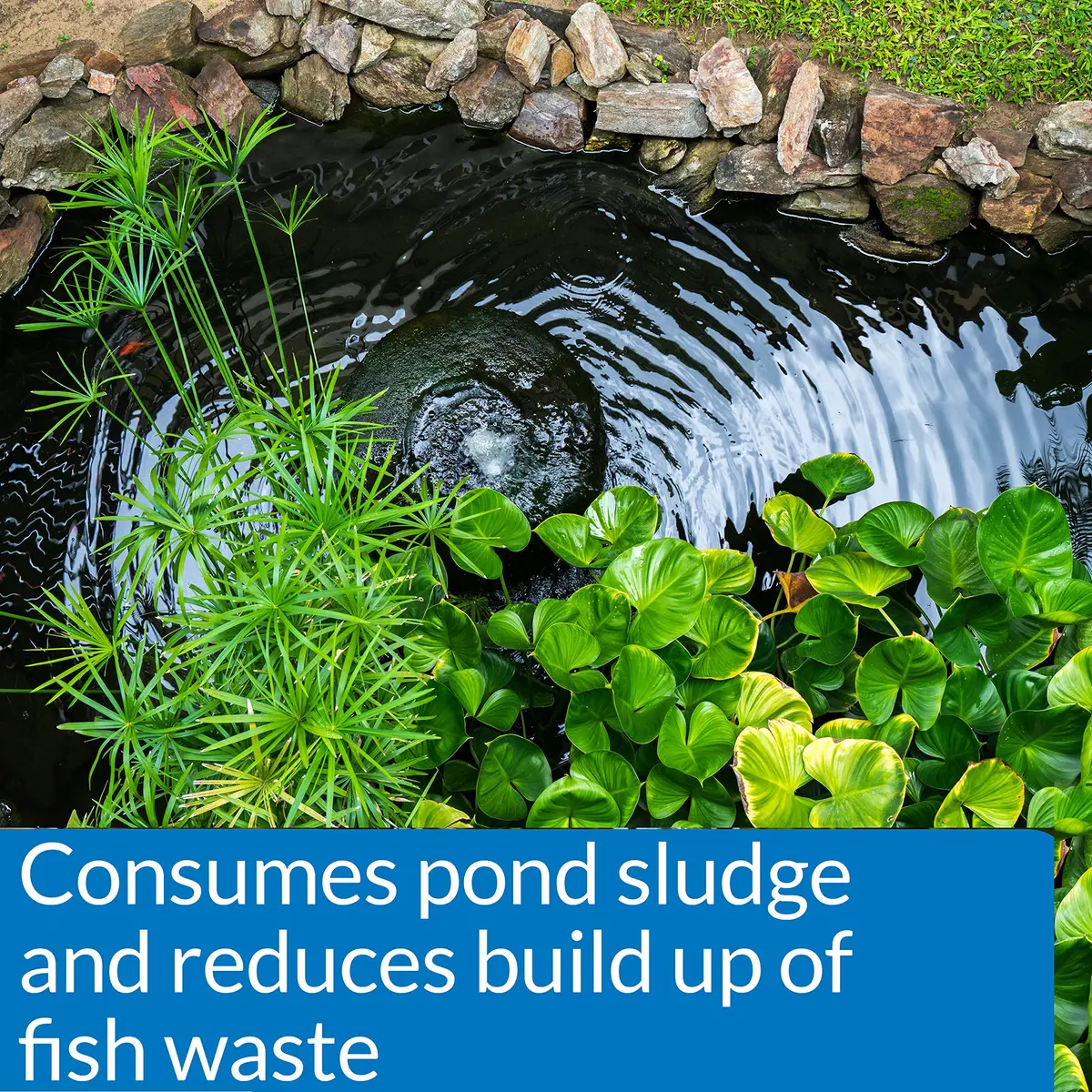 API Pond-Zyme Sludge Destroyer 16 oz | Natural Pond Bacteria for Up to 16,000 Gallons - view 3