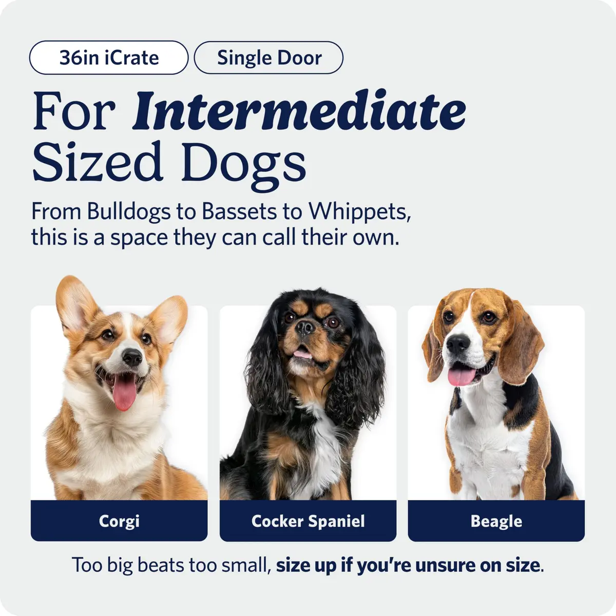 MidWest 36-Inch Single Door iCrate for Medium-Large Breeds 41-70 lbs | Secure, Foldable & Durable - view 2