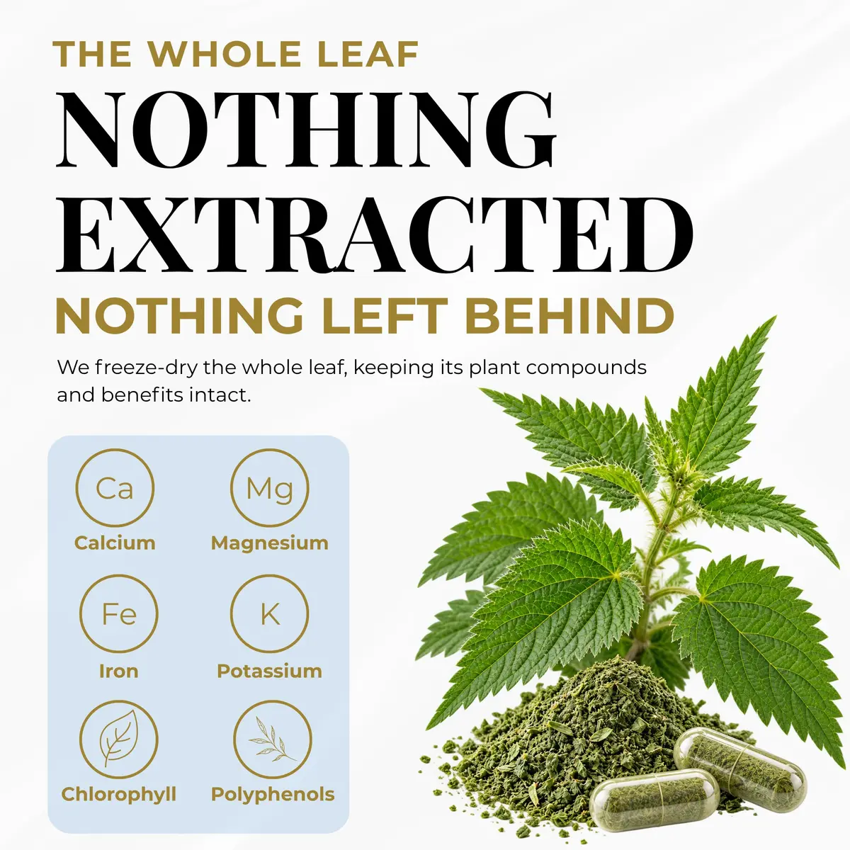 Eclectic Herb Raw Freeze-Dried Non-GMO Nettle Leaf | Supports Sinuses & Respiratory Wellness (50 Veg Caps) - view 4