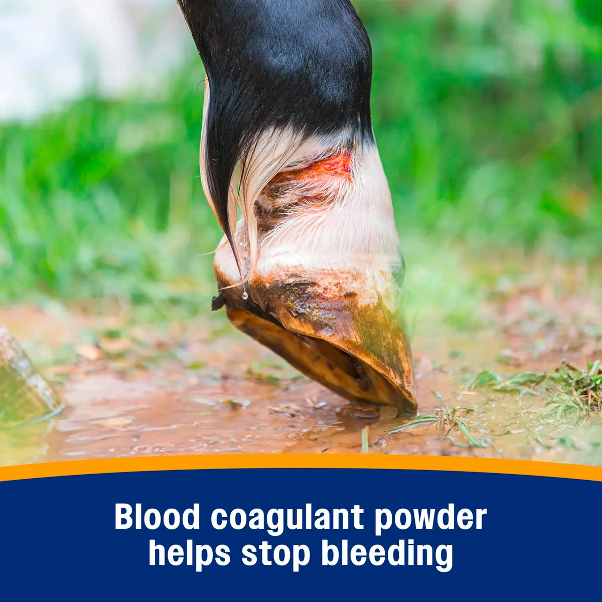 Farnam Wonder Dust Wound Powder 4 oz | Blood Coagulant for Horses & Livestock - view 4
