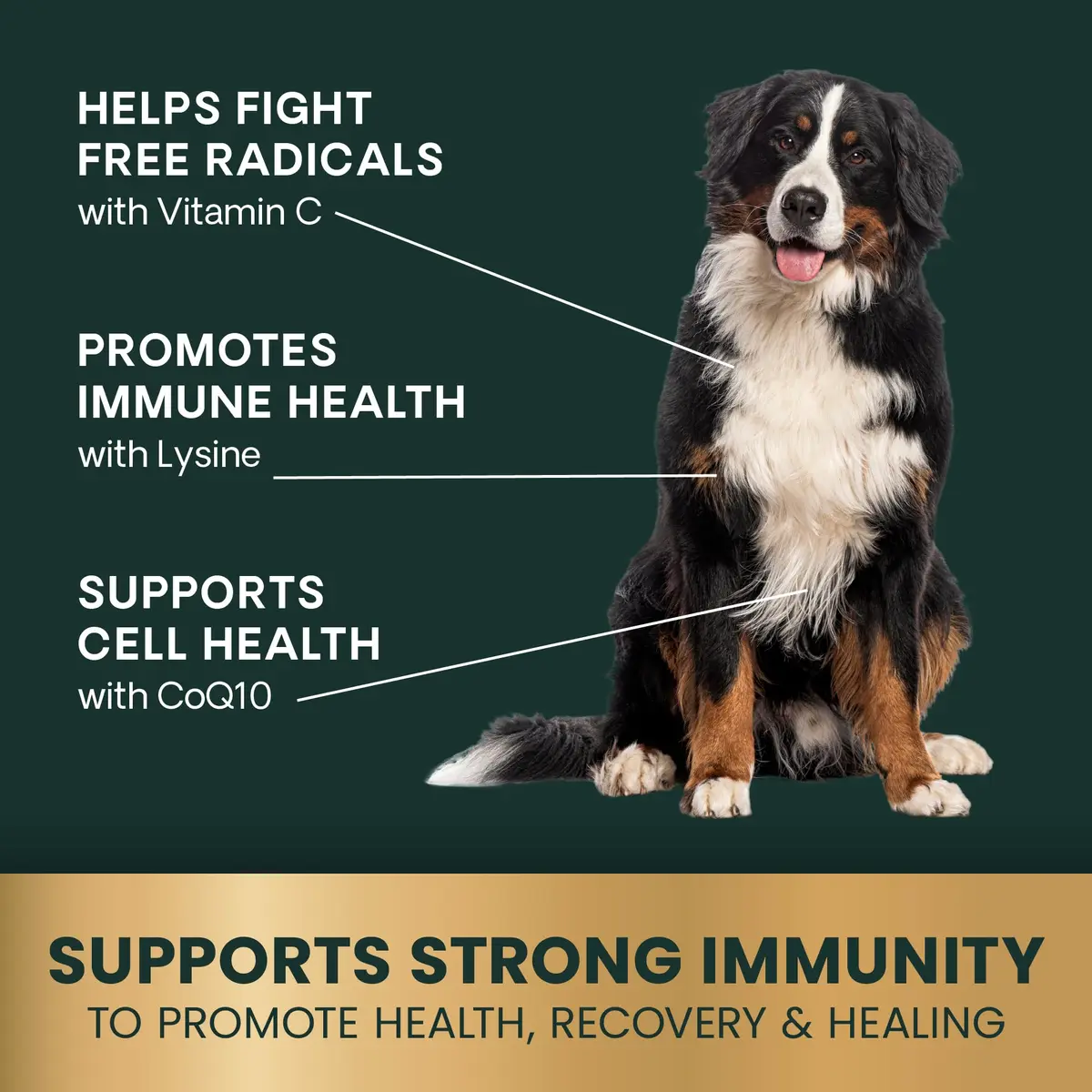 VetriScience Immunity Health for Medium & Large Dogs | Supports Immune & Cellular Wellness - view 4