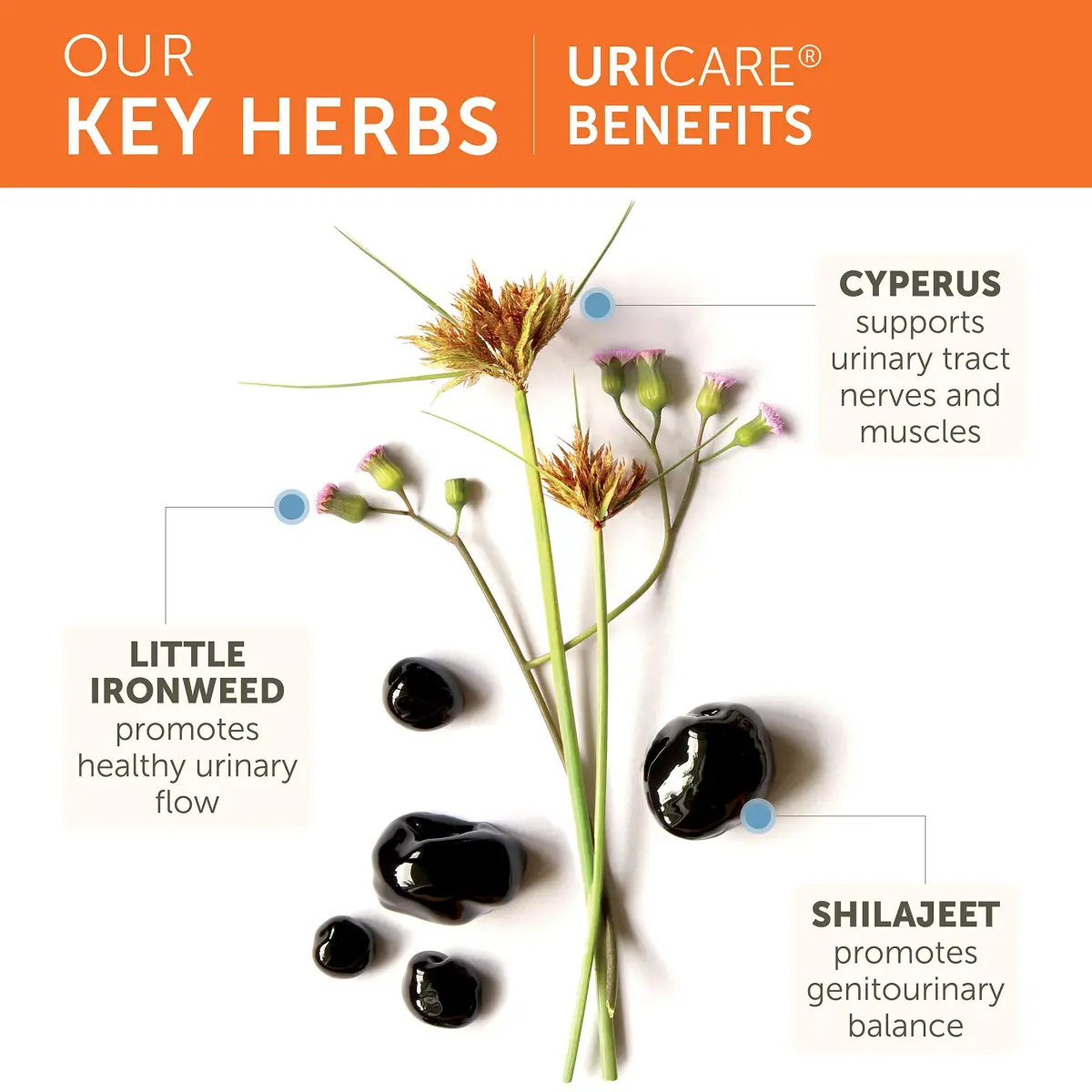 Himalaya UriCare Herbal Supplement 120 Capsules (4.23 oz) | Kidney & Bladder Support - view 4
