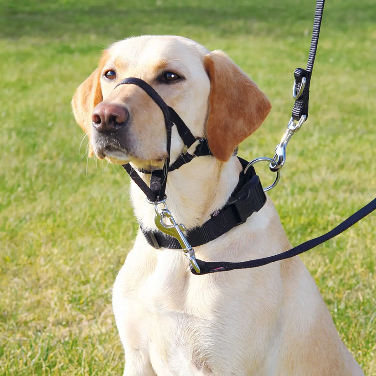 TRIXIE Top Trainer Training Harness, 22 cm | Dog Snout Strap for Safe Training - view 2