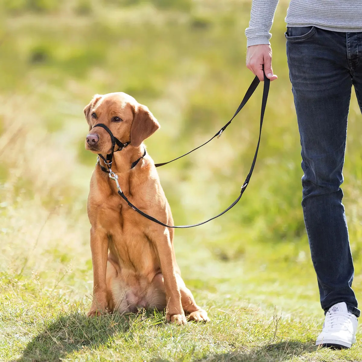 TRIXIE Top Trainer Training Harness, 22 cm | Dog Snout Strap for Safe Training - view 3