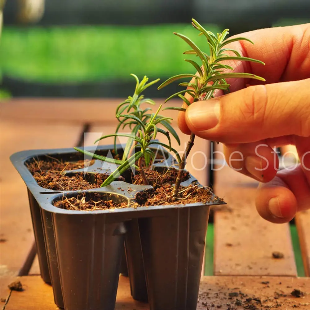 Doff Hormone Rooting Powder Plant & Cuttings 75g | Promotes Strong Roots All Year - view 3
