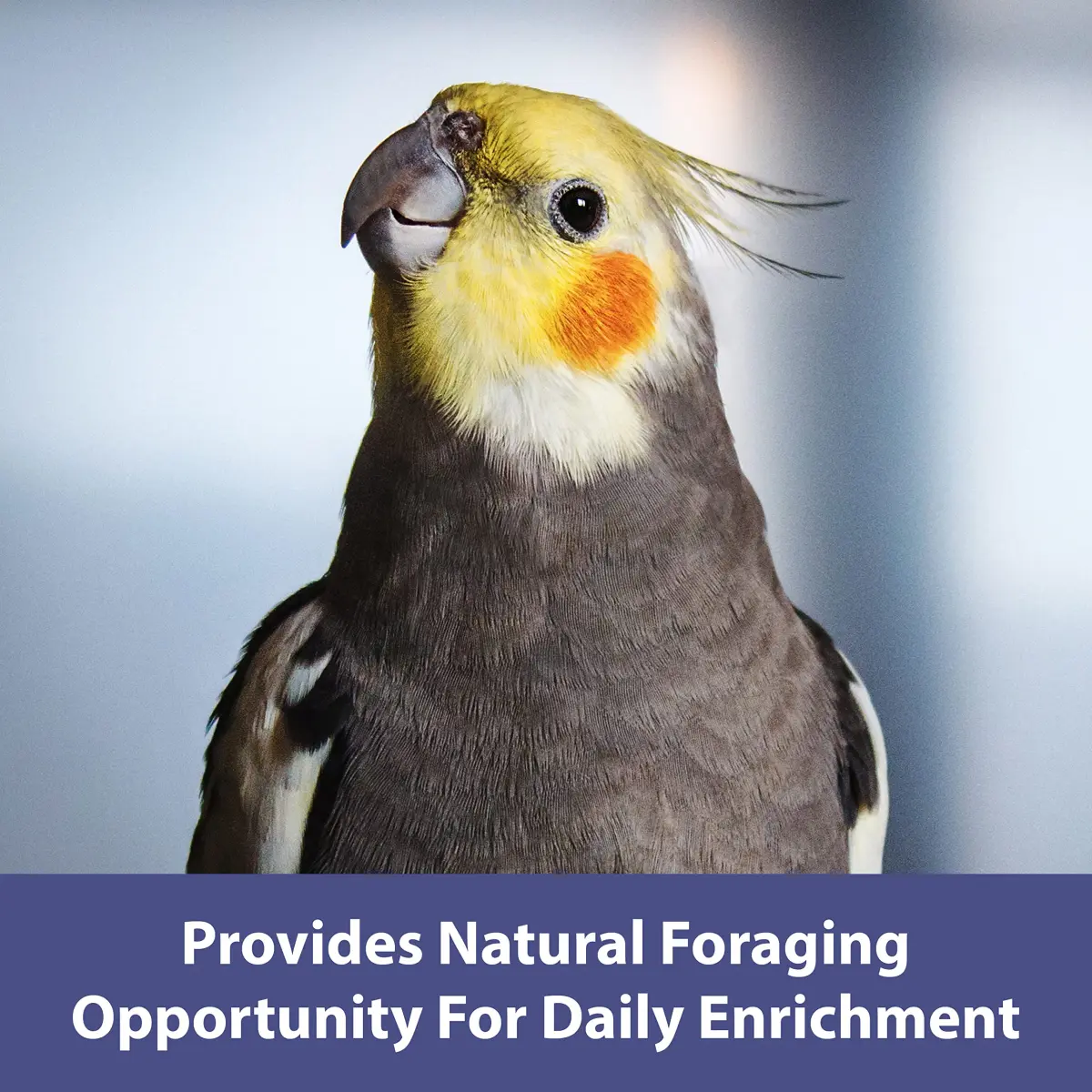 Kaytee Natural Spray Millet Treat for Pet Birds, 200g (7 oz) | All-Natural Foraging Enrichment - view 4