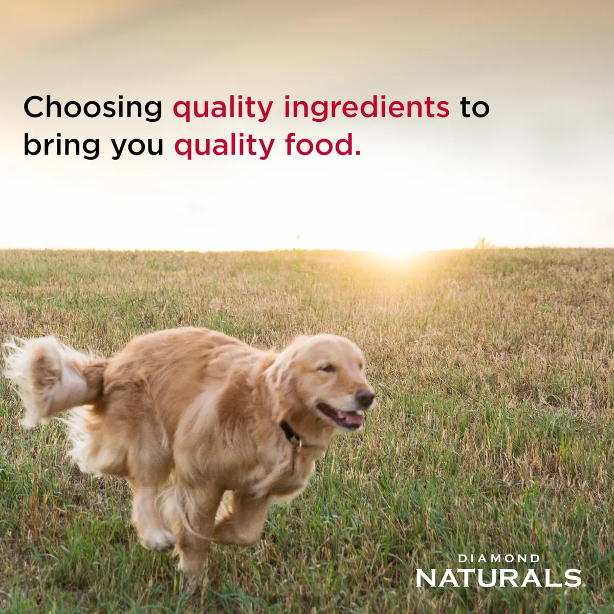 Diamond Naturals Small & Medium Breed Puppy Dry Dog Food, Chicken, 40lb | Supports Growth & Development - view 4