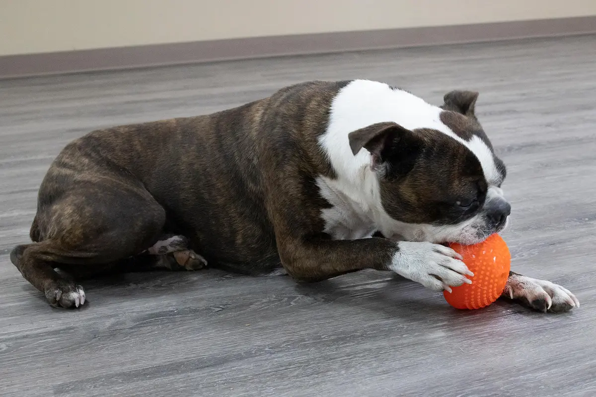 Starmark Everlasting Treat Bento Ball Medium Dog Toy | Durable Chew & Treat Dispenser in Day Glo Orange - view 7