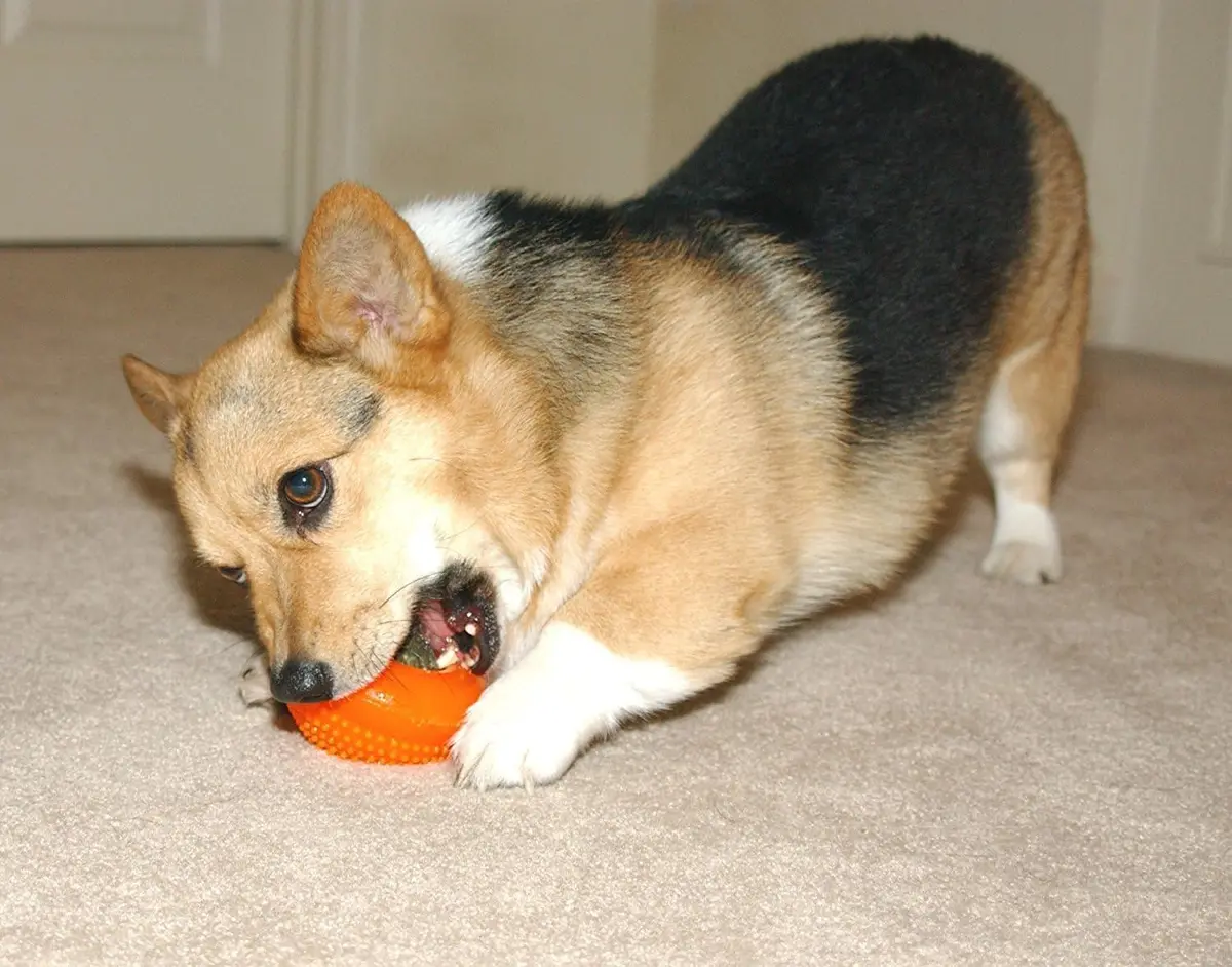 Starmark Everlasting Treat Bento Ball Small Dog Chew Toy | Durable, Treat-Filled, Dishwasher Safe - view 2