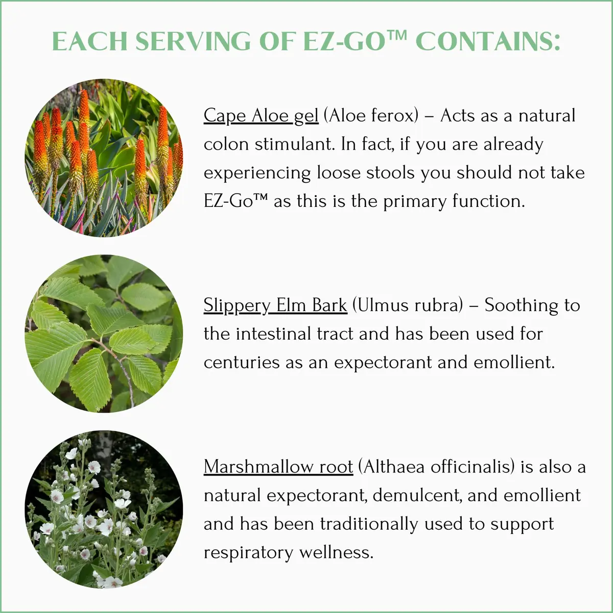 Mt. Capra EZ-Go Herbal Stool Softener 60 Capsules | Gentle Colon Support with Natural Fibers - view 5