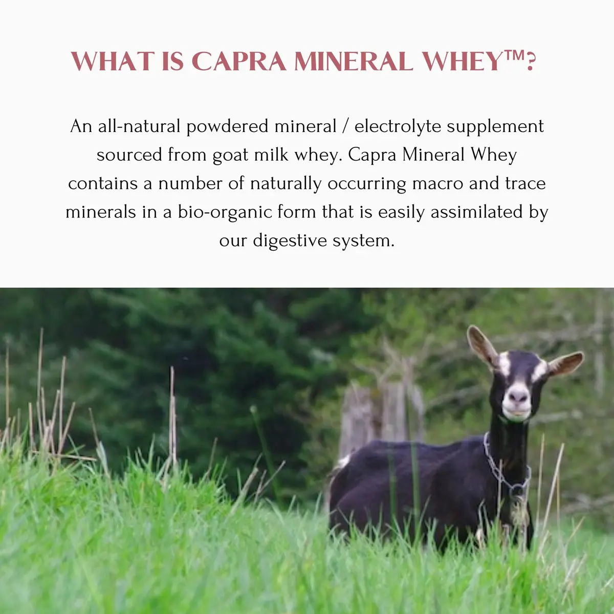 Mt. Capra Mineral Whey | from Goat Milk Whey | 50.8 oz | All-Natural Mineral & Electrolyte Supplement - view 4