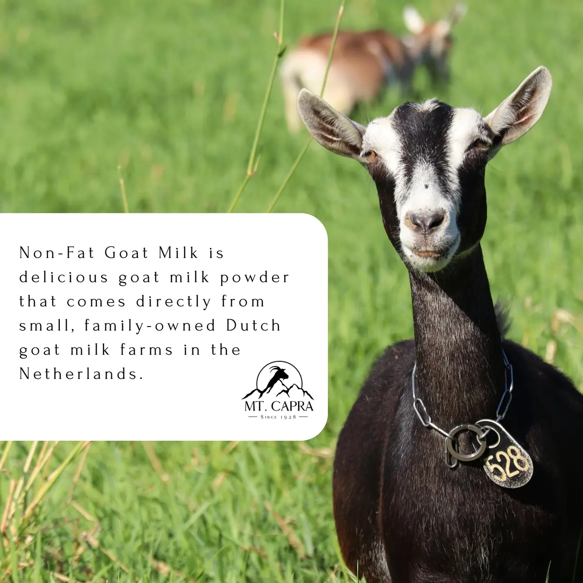 Mt. Capra Non-Fat Goat Milk | A2 Milk | 16 Servings - 1 Pound - view 5