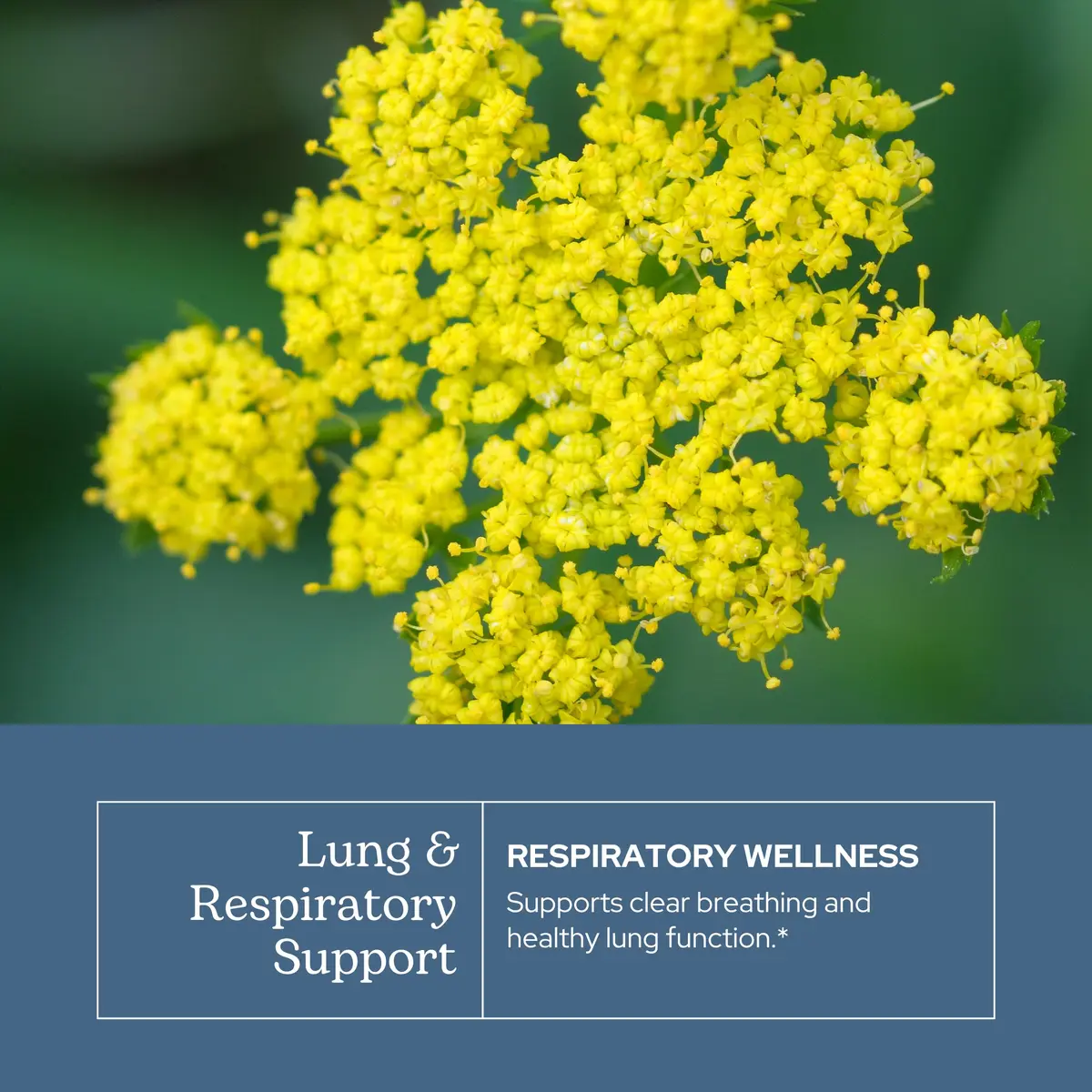 Eclectic Institute Lung & Respiratory Support Herbal Throat Spray | Natural, Vegan, Non-GMO (1 fl oz | 30 ml) - view 3