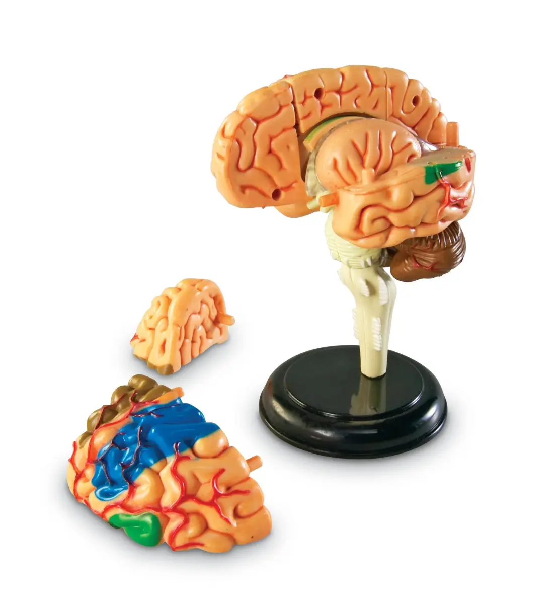 Learning Resources 31-Piece Human Anatomy Brain Model | 9.35 x 6.71 x 2.24 inches (23.7 x 17.0 x 5.7 cm) - view 2