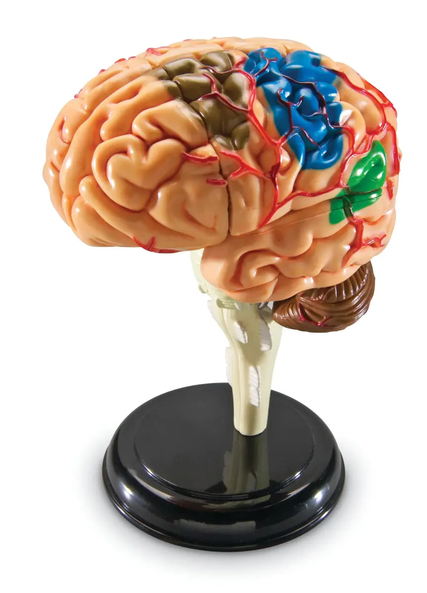 Learning Resources 31-Piece Human Anatomy Brain Model | 9.35 x 6.71 x 2.24 inches (23.7 x 17.0 x 5.7 cm) - view 3