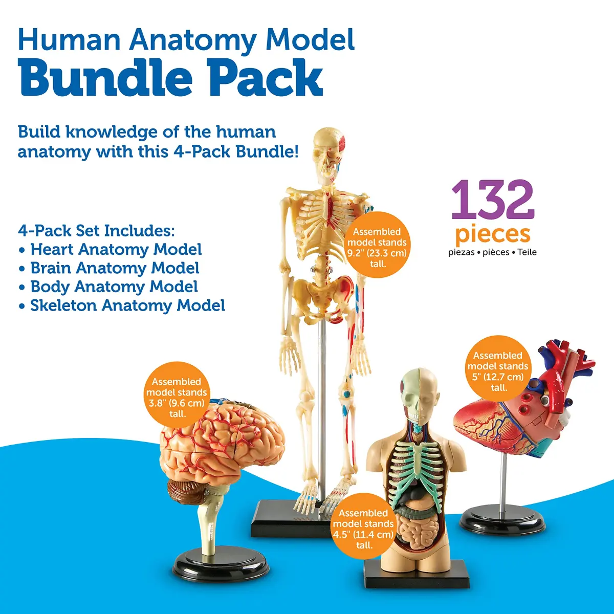 Learning Resources Anatomy Models Bundle Set - Heart, Brain, Body, Skeleton - Multicolor - view 6