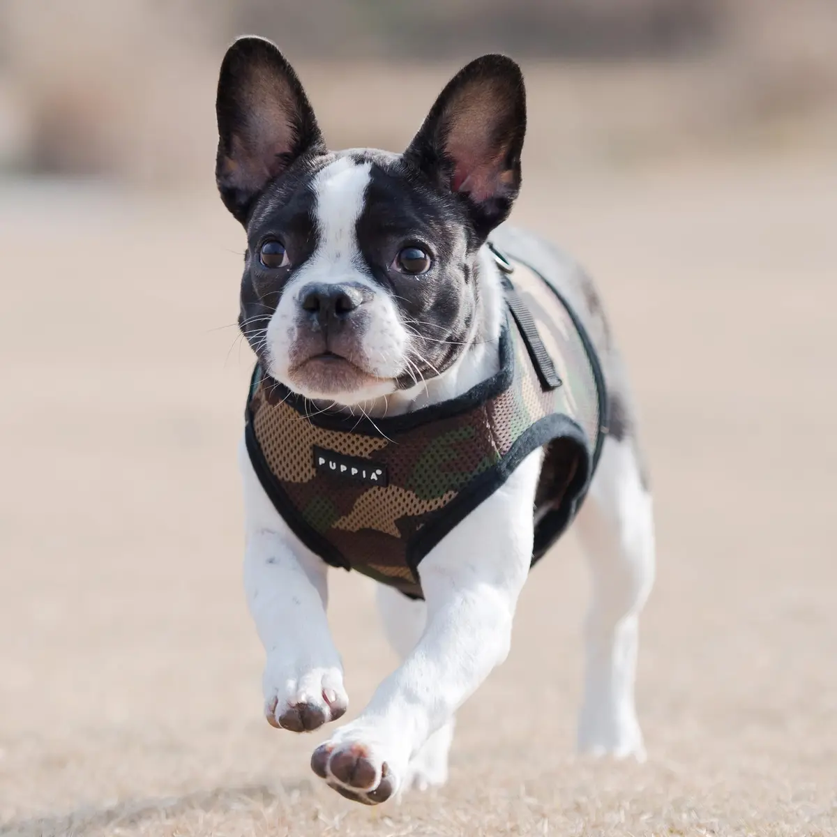 Puppia Soft Vest Harness CAMO Small | Adjustable Mesh Dog Harness for Comfort - view 4