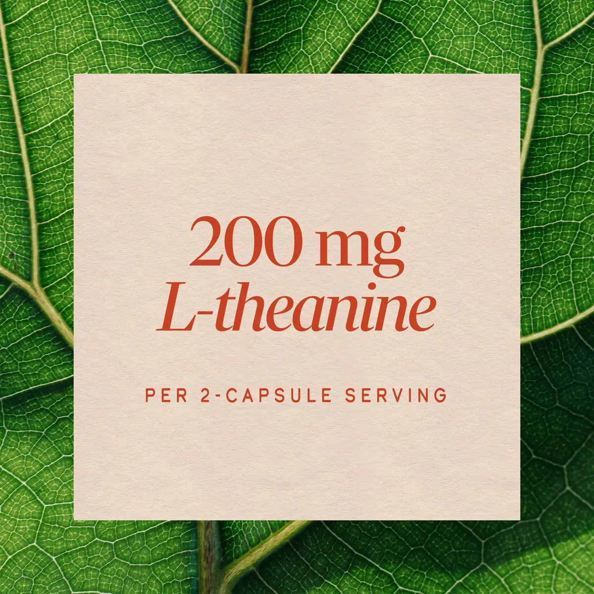 Nature's Way L-Theanine Stress Relief 60 ct | Fast-Acting Relaxation Support - view 4