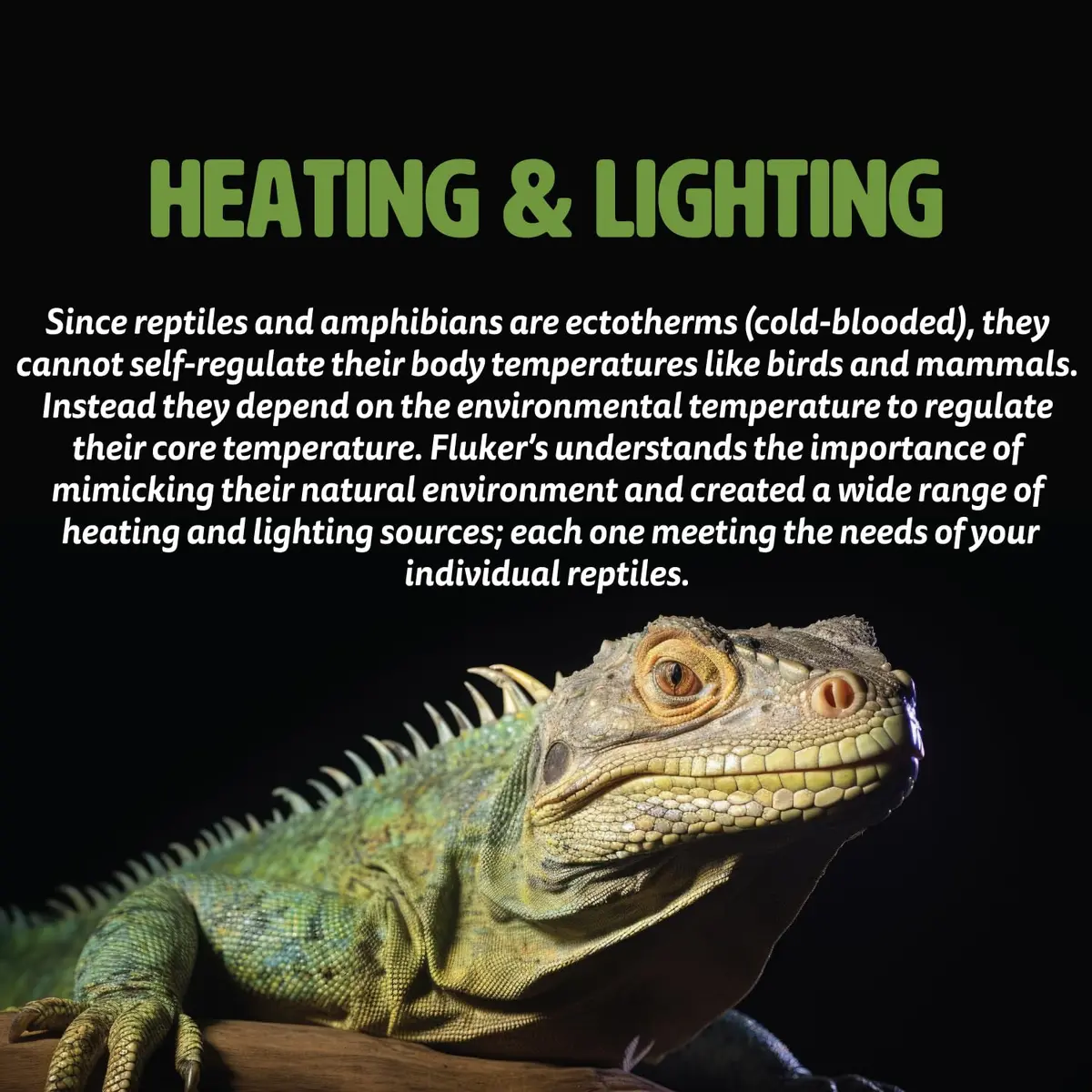 Fluker's Premium Heat Mat for All Reptiles and Amphibians, Large 17"x11" | Uniform, Safe Heating - view 3