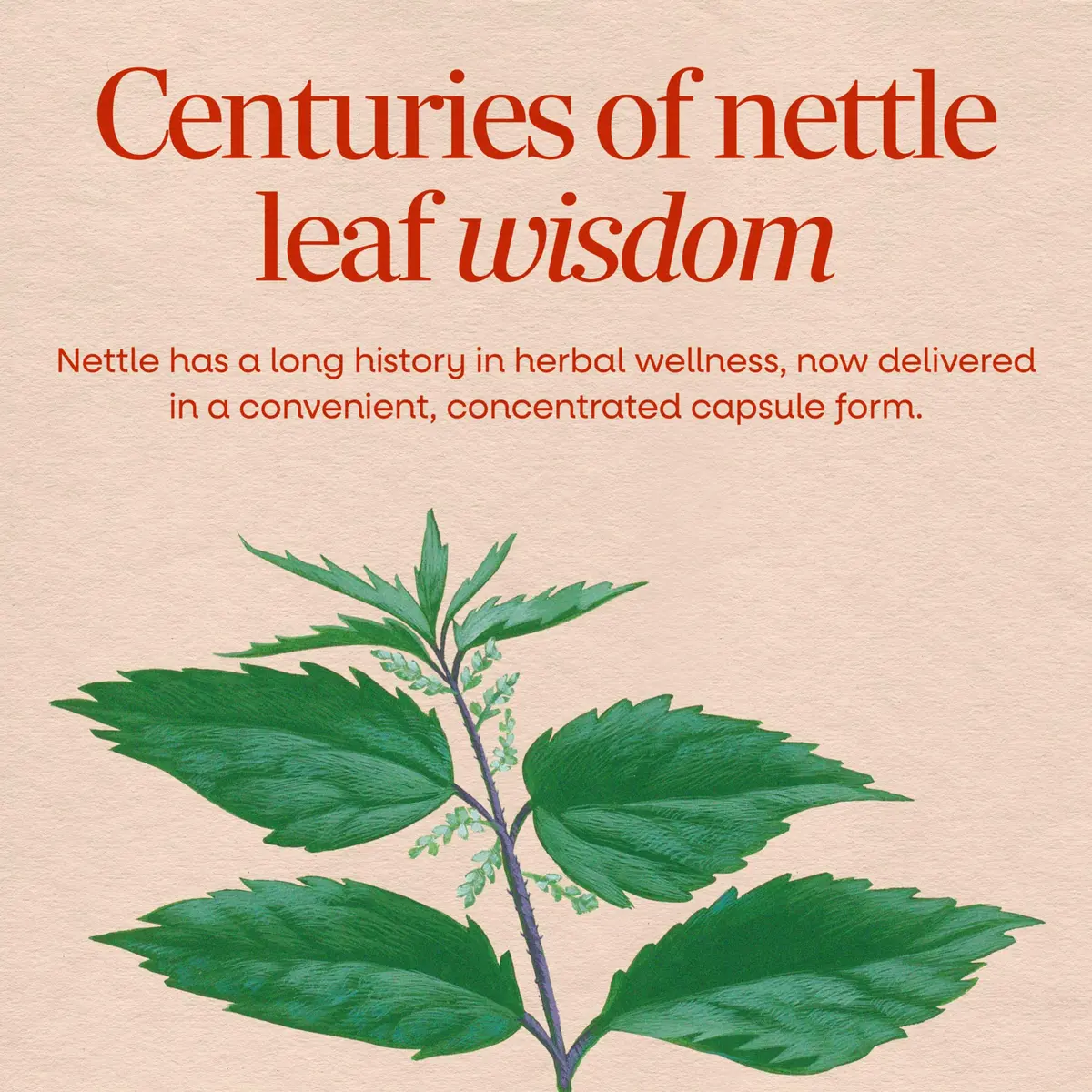 Nature's Way Nettle Leaf Urinary Support Supplement 100 Count | Traditional Herbal Wellness - view 3