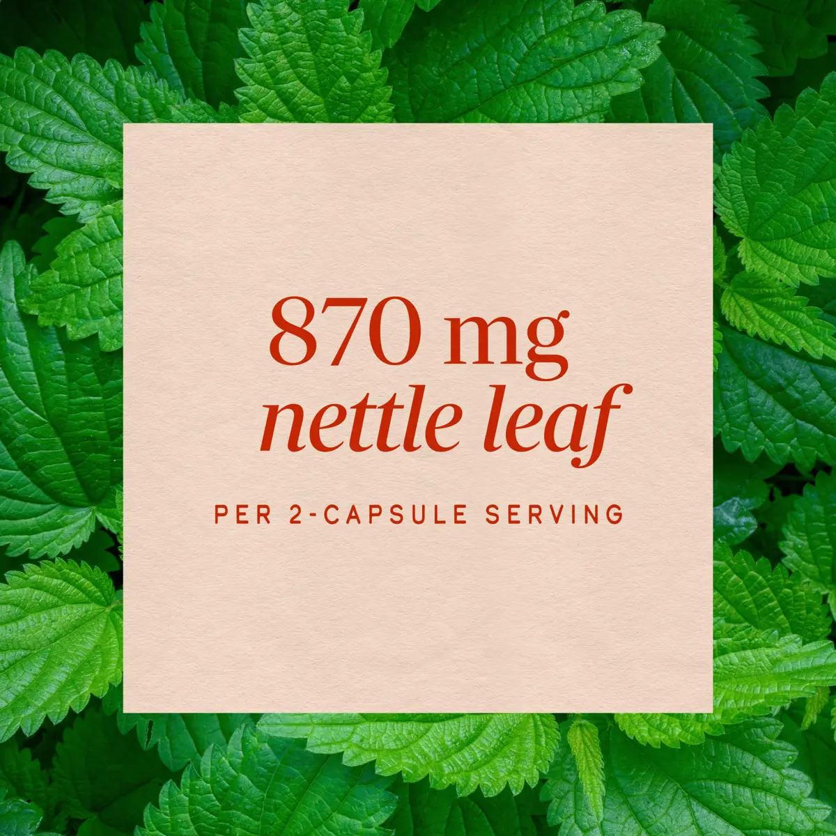 Nature's Way Nettle Leaf Urinary Support Supplement 100 Count | Traditional Herbal Wellness - view 4