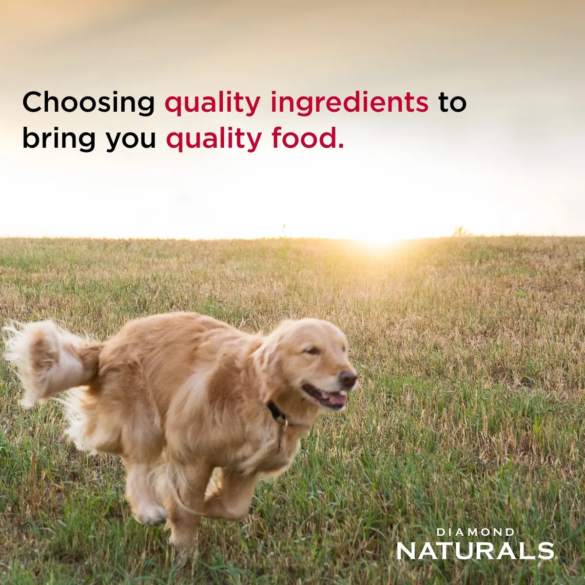 Diamond Naturals Small Breed Adult Dry Dog Food Chicken & Rice | Supports Small Dog Health & Digestion (70-120 chars) - view 4