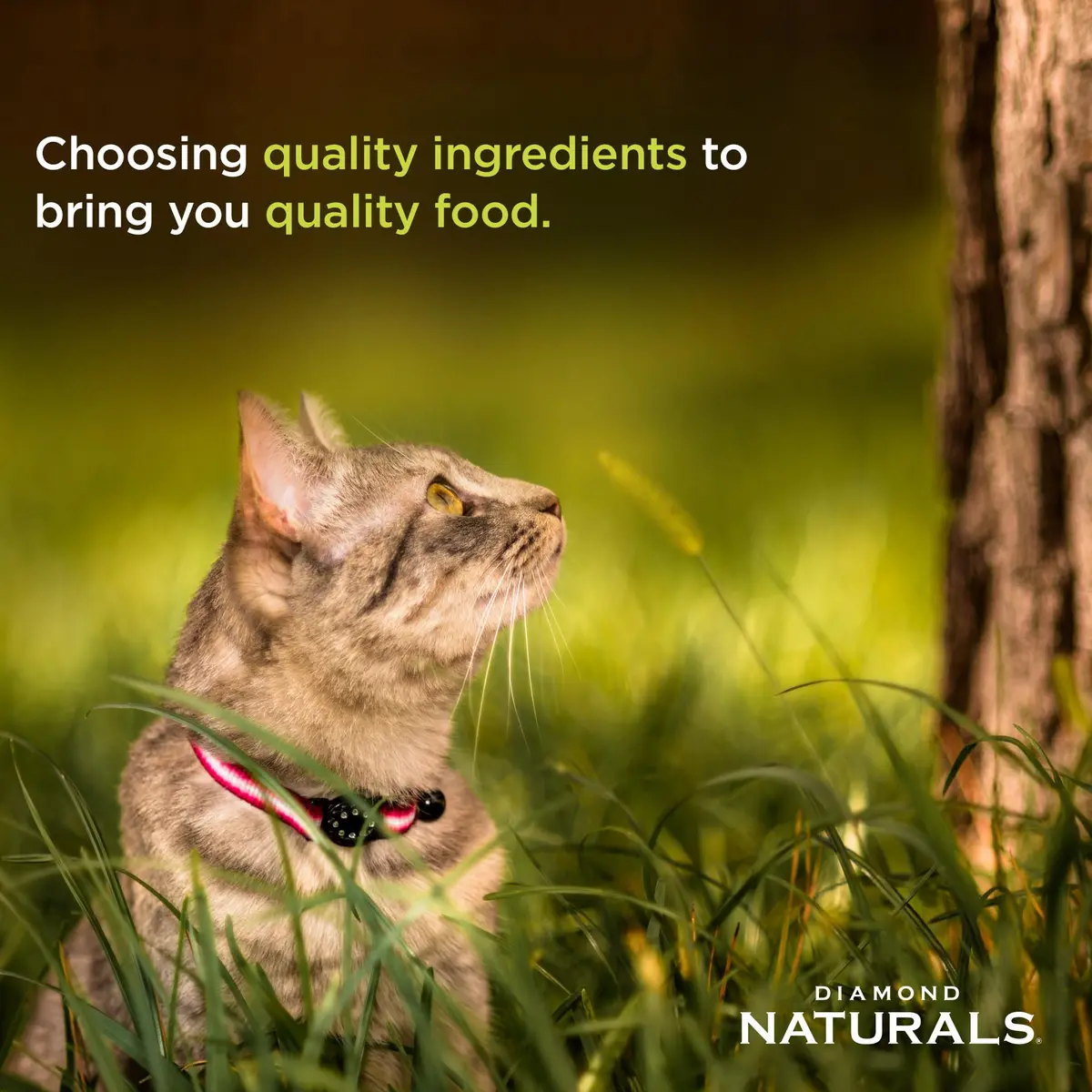 DIAMOND NATURALS Indoor Adult Dry Cat Food, Chicken & Rice, 6lb | Supports Skin & Coat, Digestive Health - view 3