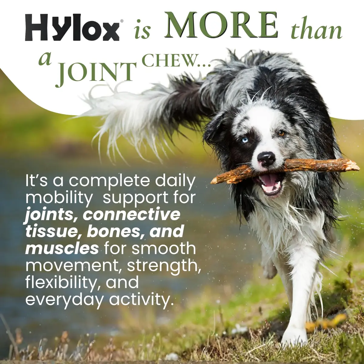 Hylox Soft Chews for Dogs – Joint Support with Glucosamine, MSM, Creatine, Hyaluronic Acid, Turmeric, EPA & DHA – Supports Joints & Cushions Connective Tissues – NASC Certified – 120 Soft Chews - view 4