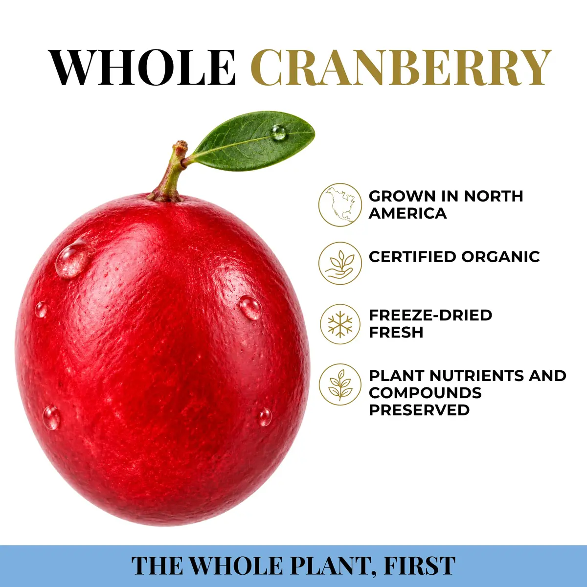 Eclectic Herb Cranberry Capsules 90 CT Urinary Tract Support | Organic, Fresh & Supportive (115c) - view 5