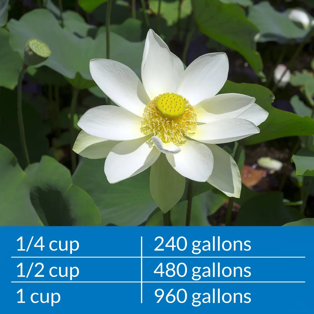 API Pond Ammo-Lock Ammonia Detoxifier for Ponds 473ml (16 Fl Oz) | Natural Active Ingredients - view 5
