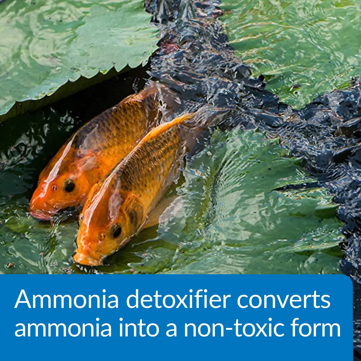 API Pond Ammo-Lock Ammonia Detoxifier for Ponds 473ml (16 Fl Oz) | Natural Active Ingredients - view 4
