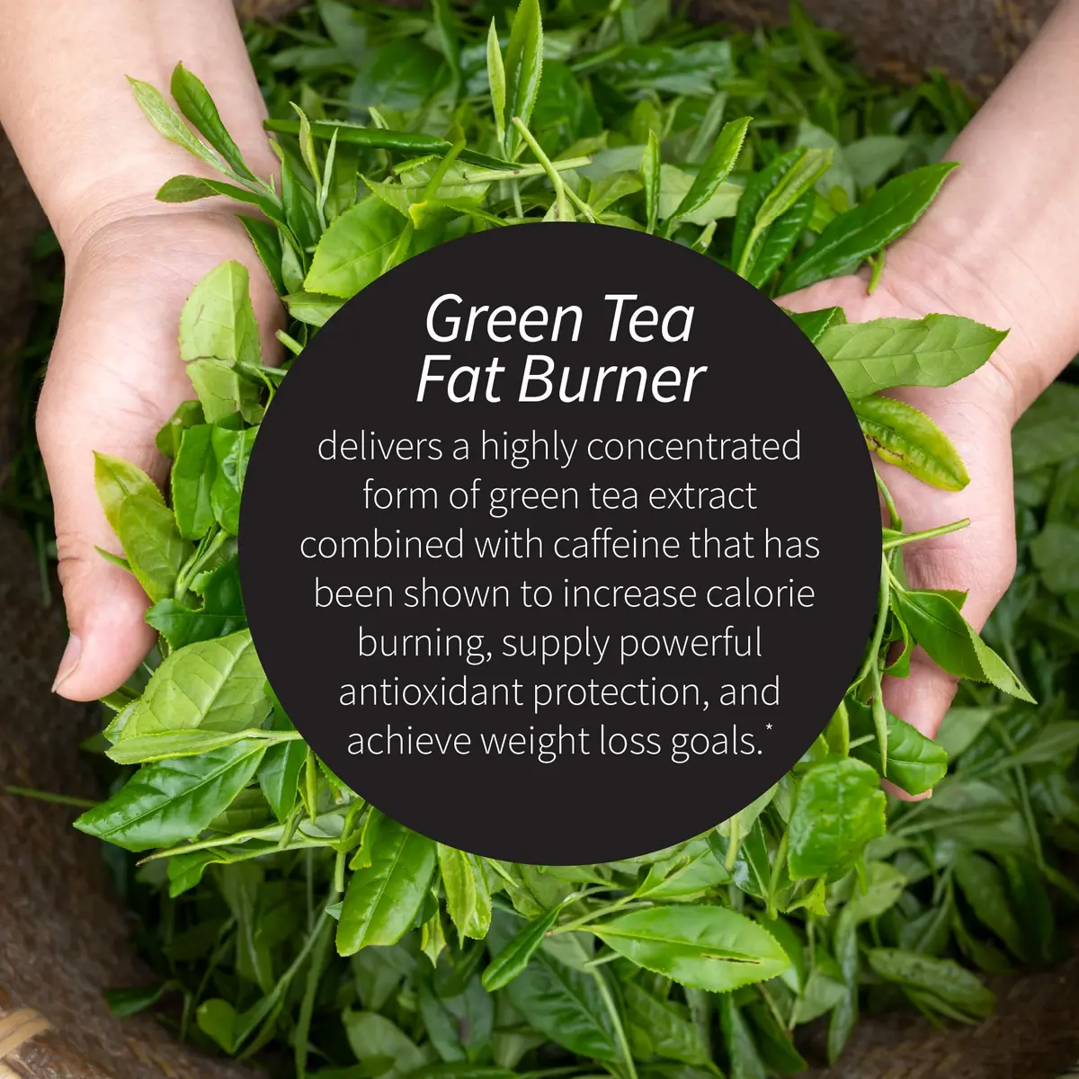 Applied Nutrition Green Tea Fat Burner Metabolism Support 30 Count | Liquid Soft-Gels for Energy & Fat Oxidation - view 3