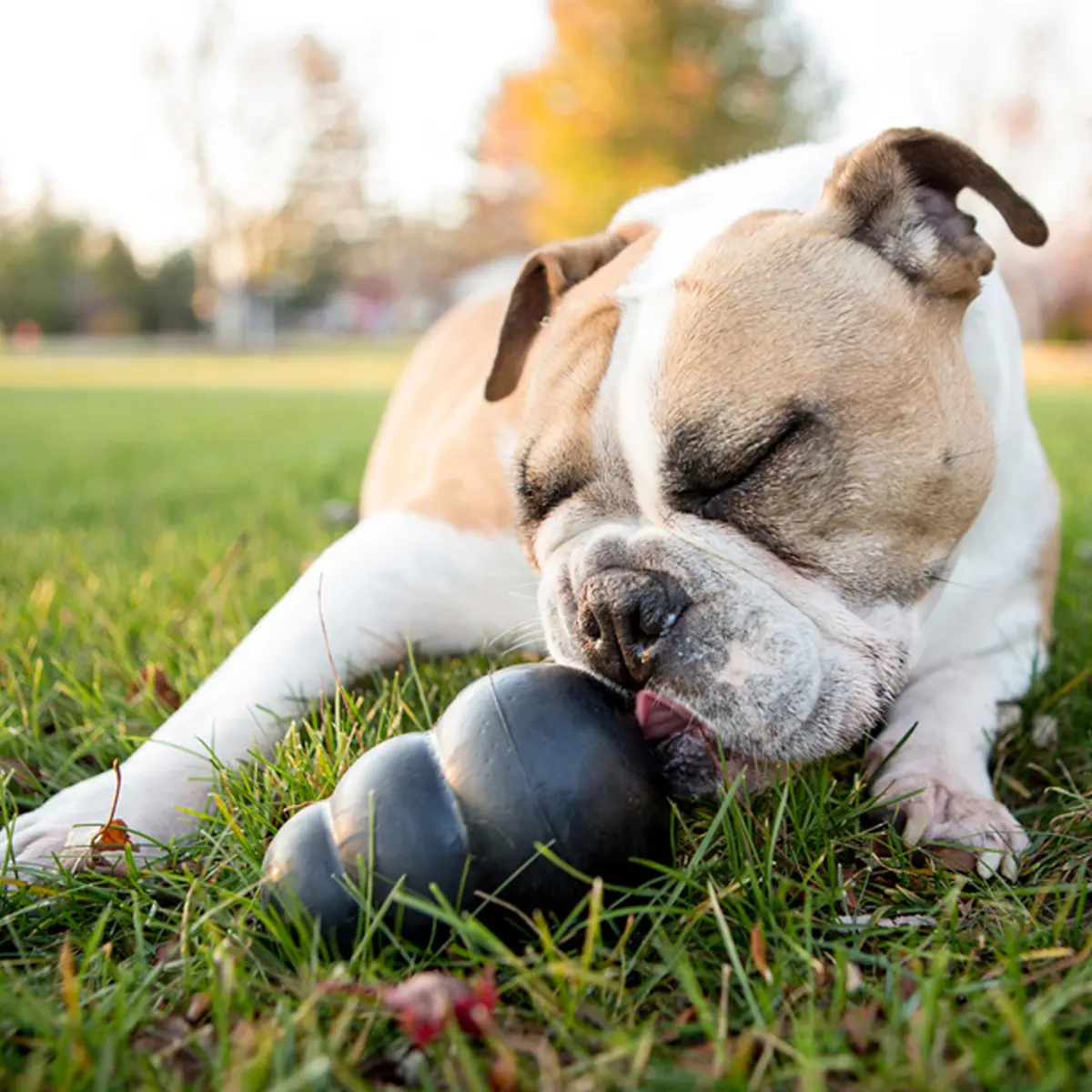 KONG Extreme Dog Toy, Durable Natural Rubber Chew, for Small Dogs | Unmatched Strength & Engagement - view 2