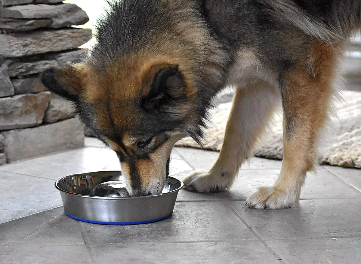 OurPets DuraPet Slow Feed Premium Stainless Steel Bowl (Heavyweight Durable Stainless Steel Bowls, Dog Food Bowl, and Dog Water Bowl) Great Alternative to Snuffle Mat for Dogs-Medium - view 8